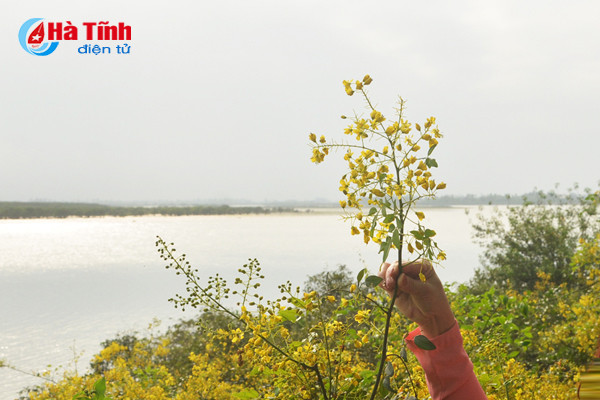 “Hoa vàng giêng giếng quê ơi/Ngây thơ vụng hái để gai vướng lòng” (thơ Hải Thụy)