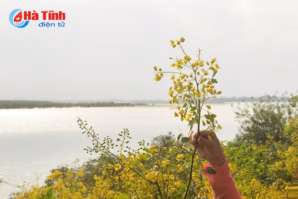 “Hoa vàng giêng giếng quê ơi/Ngây thơ vụng hái để gai vướng lòng” (thơ Hải Thụy)