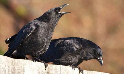 Cú, quạ, diều hâu… bay vào nhà lại mang ý nghĩa xấu. Ảnh minh họa.