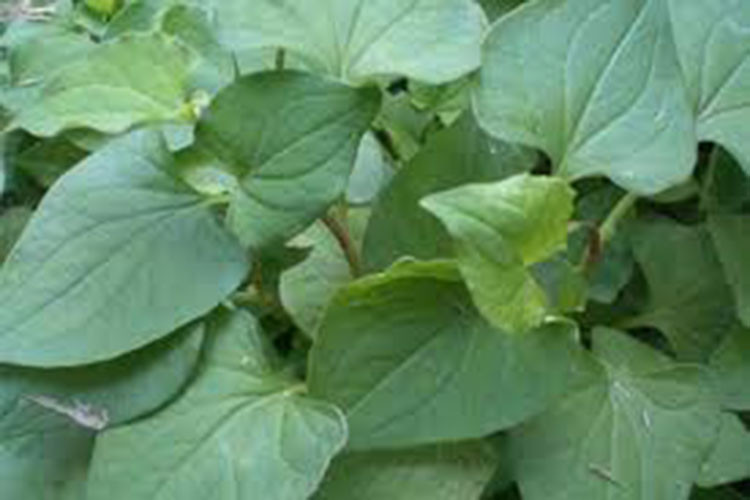 Đối với những người thường xuyên hút thuốc lá, diếp cá luôn là một loại thuốc quý báu. Nó có thể ngăn ngừa viêm họng mãn tính, viêm phế quản hoặc thậm chí là ung thư phổi. Vì vậy nếu bạn uống trà hoặc ăn rau diếp cá mỗi ngày sẽ có hiệu quả tốt trong việc giải độc phổi.