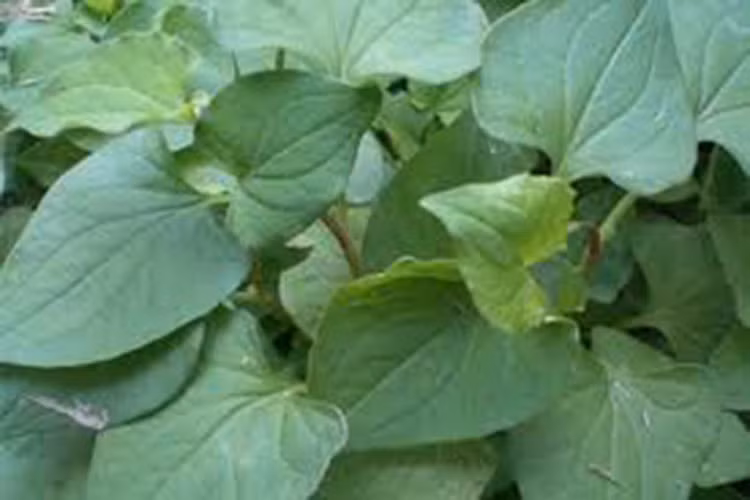 Đối với những người thường xuyên hút thuốc lá, diếp cá luôn là một loại thuốc quý báu. Nó có thể ngăn ngừa viêm họng mãn tính, viêm phế quản hoặc thậm chí là ung thư phổi. Vì vậy nếu bạn uống trà hoặc ăn rau diếp cá mỗi ngày sẽ có hiệu quả tốt trong việc giải độc phổi.