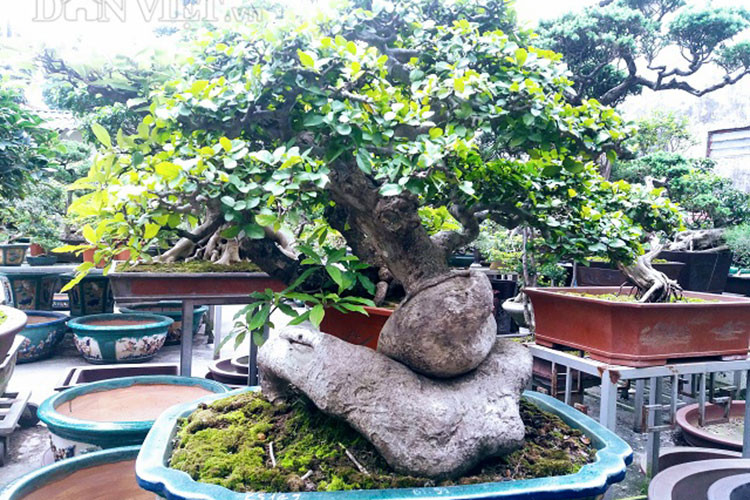 “Mua được cây cũng tốn kém không ít cả về tiền bạc lẫn nhiều thời gian, công sức" - ông Sơn nhớ lại.