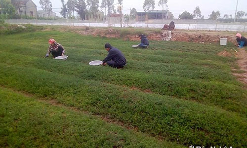 Vườn rau nhót của gia đình chị Lê Thị Phú ở xóm 12, xã Quỳnh Thanh (Quỳnh Lưu). Ảnh: Như Thủy