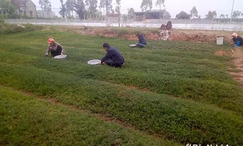 Vườn rau nhót của gia đình chị Lê Thị Phú ở xóm 12, xã Quỳnh Thanh (Quỳnh Lưu). Ảnh: Như Thủy