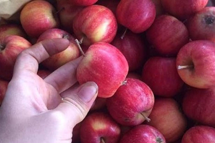 Táo chứa flavonoid và nhiều loại vitamin, chất chống oxy hóa, đặc biệt là vitamin C, giúp duy trì hệ miễn dịch và hệ hô hấp khỏe mạnh. Khi chúng ta có chức năng hô hấp khỏe mạnh, có thể phòng và ngăn ngừa các bệnh về phổi một cách tự nhiên.