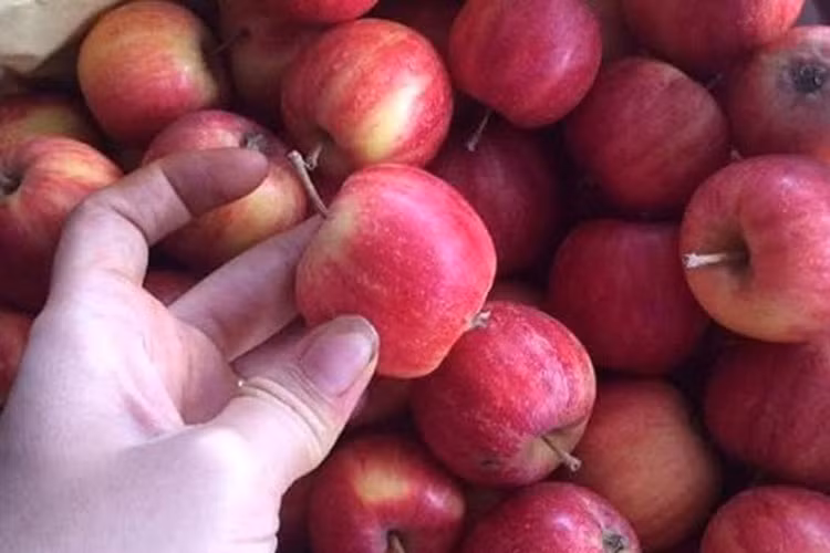 Táo chứa flavonoid và nhiều loại vitamin, chất chống oxy hóa, đặc biệt là vitamin C, giúp duy trì hệ miễn dịch và hệ hô hấp khỏe mạnh. Khi chúng ta có chức năng hô hấp khỏe mạnh, có thể phòng và ngăn ngừa các bệnh về phổi một cách tự nhiên.