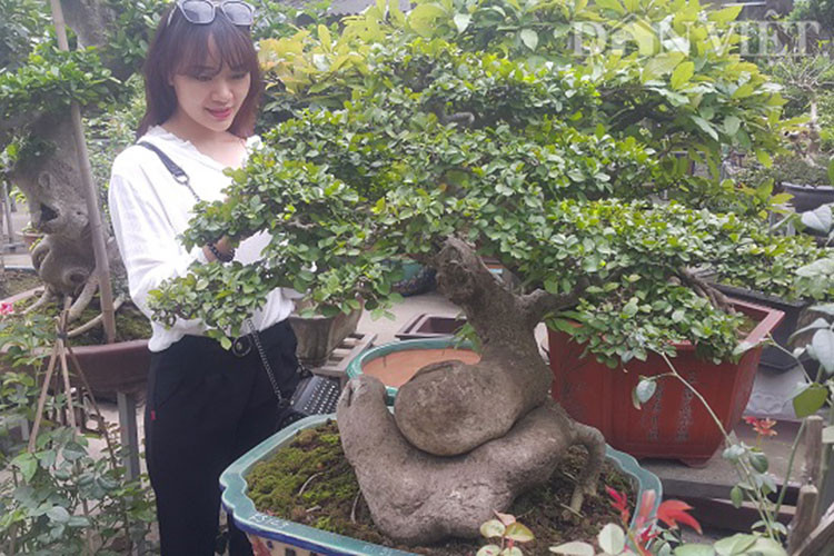 Cũng theo ông Sơn, cây duối này có thân cực quái, uốn lượn như con rắn cực, một điều cực hiếm ở cây duối. Trong thời gian vừa qua có nhiều người là các đại gia ở trong và ngoài tỉnh đến xem cây và hỏi mua.