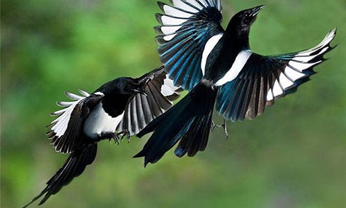 Người xưa tin rằng chim bay vào nhà báo hiệu điềm tốt lành. Ảnh minh họa.