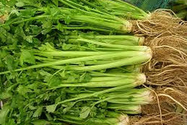 Giữ cân bằng các chất hóa học và điện giải như natri và magiê được cho là một trong những yếu tố quan trọng giải độc cơ thể. Cần tây là một nguồn giàu natri hữu cơ giúp loại bỏ carbon dioxide từ cơ thể tốt hơn. Do đó, cần tây có lợi cho người bị hen suyễn. Vì vậy, nên thêm nước ép cần tây tươi vào chế độ dinh dưỡng, vì nước ép cần tây chứa hàm lượng cao vitamin C giúp giảm viêm ở phổi.