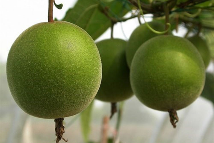 Các thành phần chất dinh dưỡng của quả la hán đi vào trung tâm của phổi, để thải độc giúp giảm suy nhược phổi. Nó còn giúp ngăn ngừa ho khan, khó tiêu.