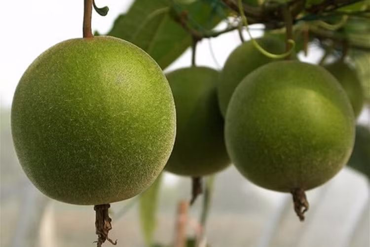 Các thành phần chất dinh dưỡng của quả la hán đi vào trung tâm của phổi, để thải độc giúp giảm suy nhược phổi. Nó còn giúp ngăn ngừa ho khan, khó tiêu.