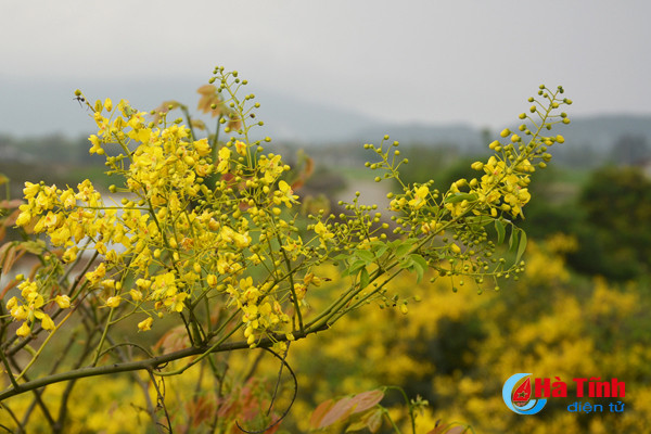 Dịp này, đi dọc trên những triền đê, du khách được đắm mình trong sắc hoa vàng rực.
