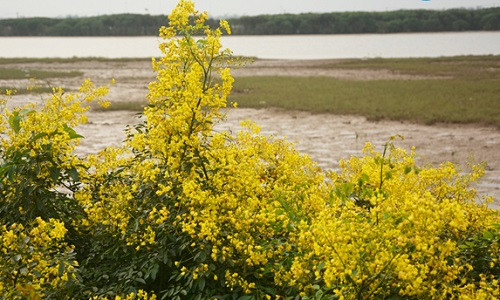 Cây giêng giếng mọc ở ven sông, trên các triền đê.