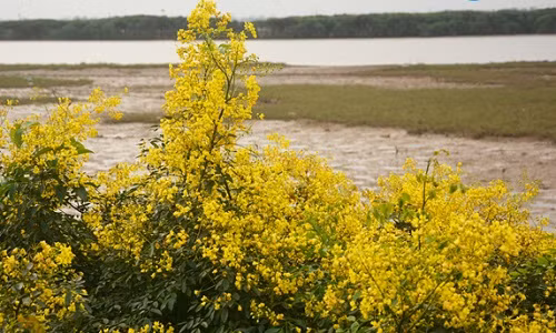 Cây giêng giếng mọc ở ven sông, trên các triền đê.