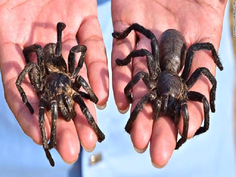 Tại Campuchia, những con nhện này là một món ăn đích thực, được bán với giá tới 1 USD mỗi con.