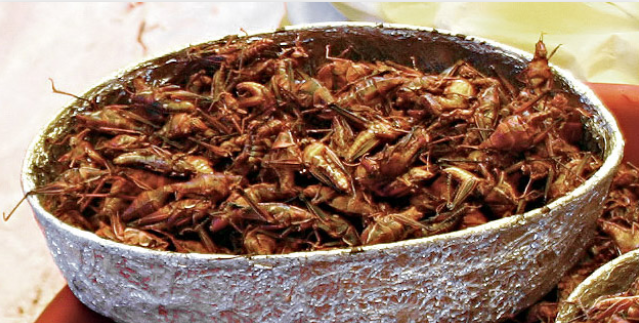 Trong khi đó, chapulines là một món ăn phổ biến ở bang Oaxaca (Mexico).