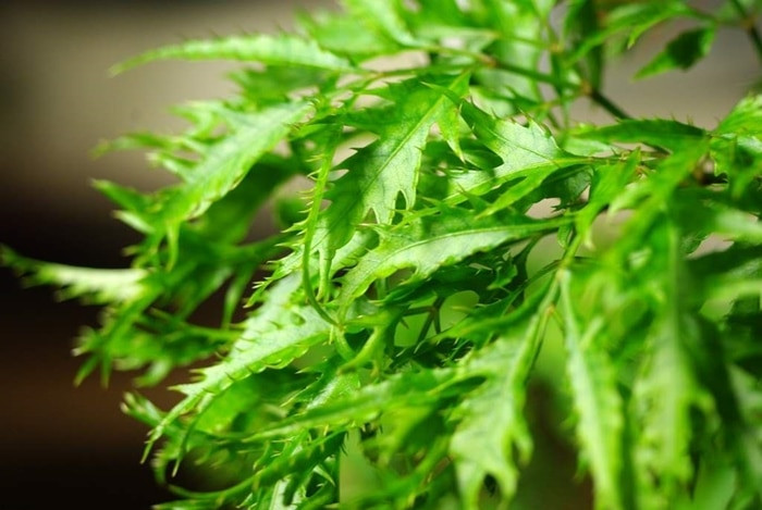 Phụ nữ sau khi sinh cũng nên dùng lá đinh lăng nấu canh để bồi bổ cơ thể. Ảnh: hakufarm.