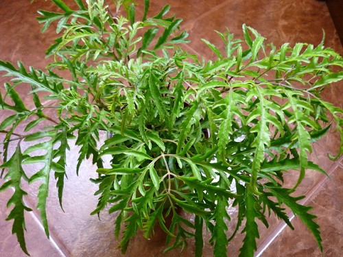 Cây đinh lăng còn có tác dụng chữa mồ hôi trộm ở trẻ nhỏ rất hiệu quả. Ảnh: agarwood.