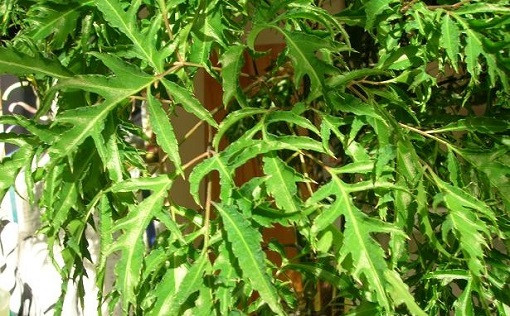 Một trong những công dụng hữu ích của cây đinh lăng chính là cầm máu và chữa lành vết thương rất tốt. Ảnh: tinhlasen.