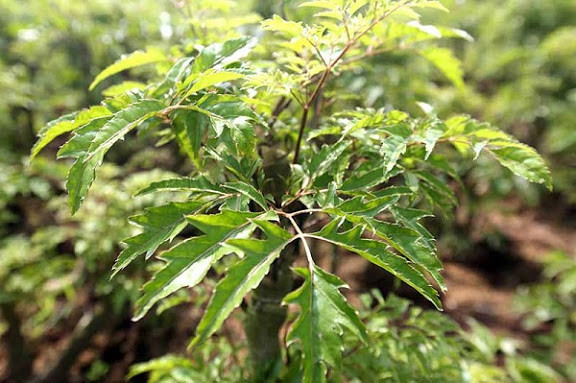 Ở nước ta, cây đinh lăng được mệnh danh là “cây sâm của người nghèo” nhờ vô vàn công dụng mà nó mang lại. Ảnh: ysiyhoccotruyen.