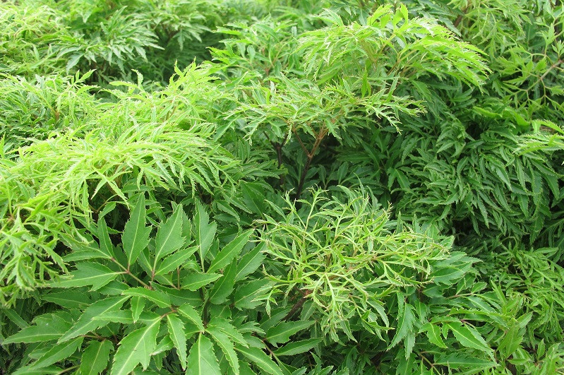 Vì vậy, nhiều người thường sử dụng gối làm từ lá cây đinh lăng hoặc trải lá đinh lăng xuống giường để cho trẻ nằm. Ảnh: nongsanvietnam.