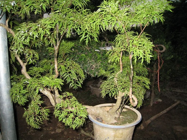 Bên cạnh đó, với những bà mẹ đang cho con bú, uống nước sắc từ lá đinh lăng sẽ có tác dụng lợi sữa. Ảnh: khoahocphattrien.