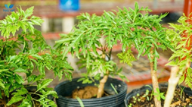 Trong khi đó, với người bị bệnh thận, đặc biệt là sỏi thận thì uống nước ép lá đinh lăng mỗi ngày sẽ giúp lọc thận hiệu quả. Ảnh: skvty.