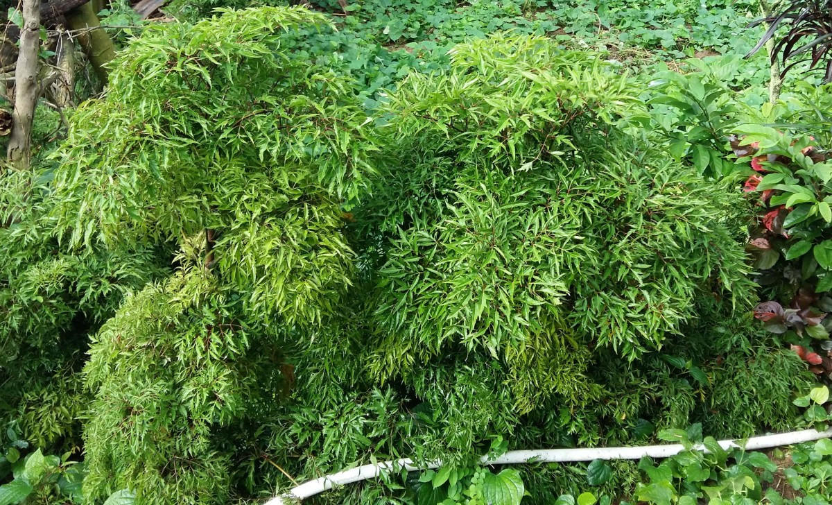 Đặc biệt, lá đinh lăng giã nhuyễn đem đắp vào chỗ sưng đau cũng rất hiệu quả. Chỗ đau sẽ nhanh chóng dịu đi và mau lành hơn. Ảnh: doisongphapluat.