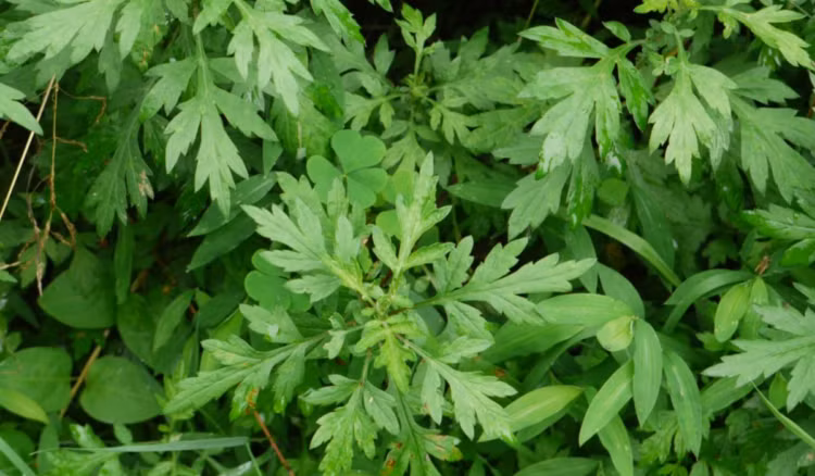 Ăn ngải cứu thường xuyên cũng sẽ giúp bạn loại bỏ được ký sinh trùng ra khỏi cơ thể mà không cần phải dùng thuốc. Ảnh: hellobacsi.