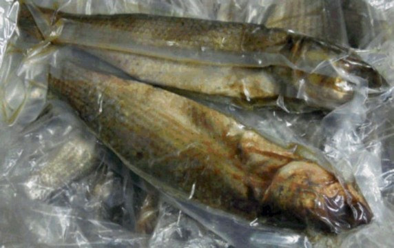 Tuy nhiên, nếu chế biến không đúng cách, cá đối lên men sẽ trở thành món ăn gây hại cho người dùng. Ảnh: zuza.