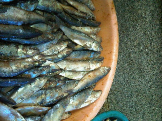 Cụ thể, nếu bạn ăn phải món cá đối lên men được chế biến không đảm bảo an toàn, bạn có thể sẽ gặp phải các triệu chứng như nôn mửa, buồn nôn, tê liệt hoặc tệ hơn có thể tử vong. Ảnh: digitaloceanspaces.