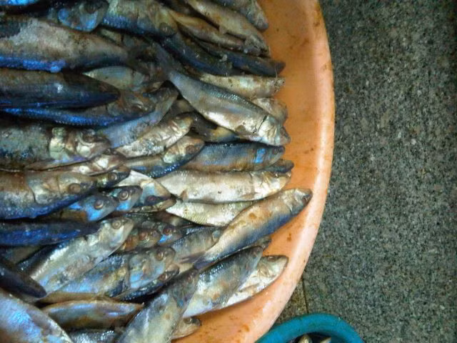 Cụ thể, nếu bạn ăn phải món cá đối lên men được chế biến không đảm bảo an toàn, bạn có thể sẽ gặp phải các triệu chứng như nôn mửa, buồn nôn, tê liệt hoặc tệ hơn có thể tử vong. Ảnh: digitaloceanspaces.