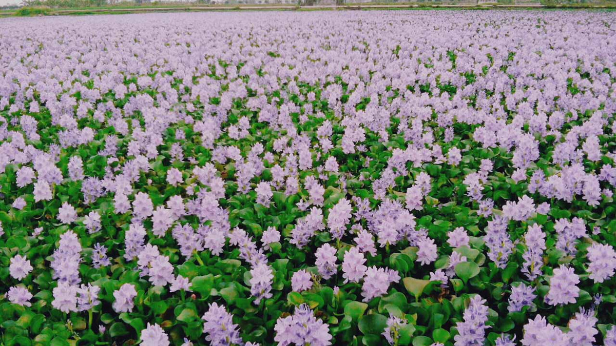 Trong dân gian còn truyền nhau công dụng điều trị sỏi thận bằng cách nấu lá bèo tây uống. Ảnh: danviet.