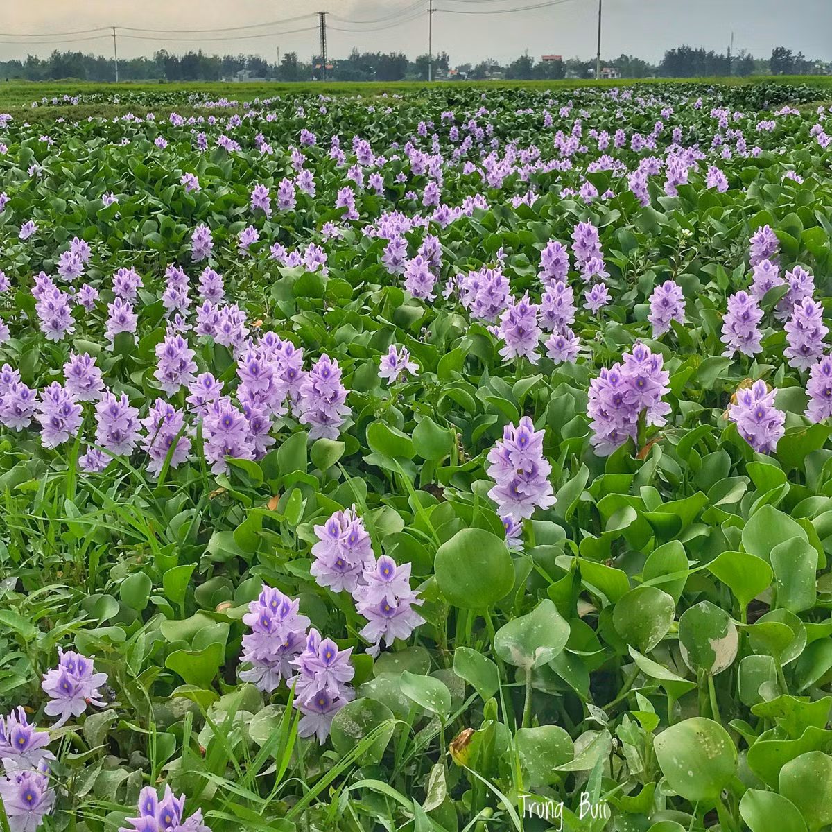 Không chỉ được làm thức ăn cho lợn, ở một số nơi, người dân vẫn dùng thân cây bèo tây để ăn như một loại rau sống. Ảnh: chudu24.
