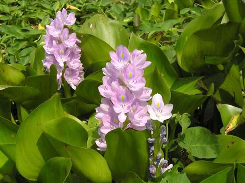 Đặc biệt, chiết xuất từ lục bình còn hỗ trợ điều trị bệnh ung thư, làm giảm lipid máu, ngăn ngừa gan nhiễm mỡ. Ảnh: alobacsi.