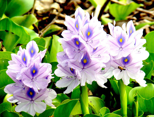 Thậm chí, thân cây bèo tây còn có tác dụng tẩy giun, sán cho trẻ em và người già rất hiệu quả. Ảnh: tacdungcuacay.