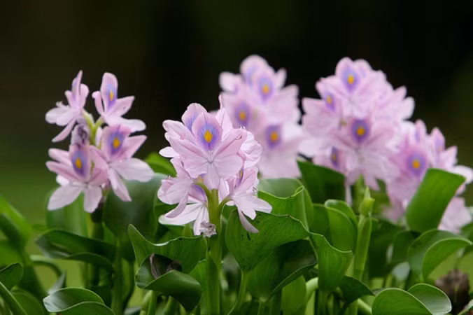 Tuy nhiên, bèo tây lại có rất nhiều công dụng, một trong số đó là khả năng tiêu sưng. Ảnh: dkn.