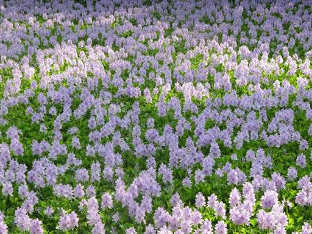 Riêng lá của cây bèo tây lại có khả năng hút thán khí với tỷ lệ cao, giúp làm sạch không khí và môi trường. Ảnh: vea.