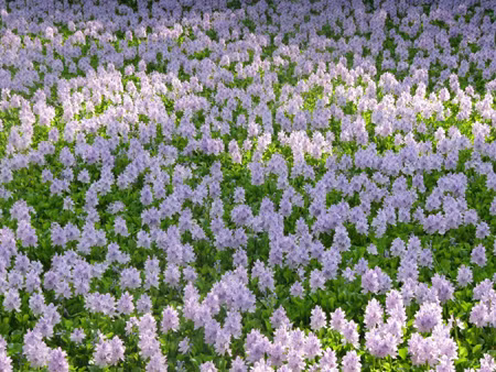 Riêng lá của cây bèo tây lại có khả năng hút thán khí với tỷ lệ cao, giúp làm sạch không khí và môi trường. Ảnh: vea.