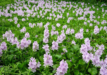 Bên cạnh đó, lá, thân, hoa và cả quả của cây bèo tây còn rất hữu ích cho người loãng xương và trẻ gầy còm. Ảnh: tinmoitruong.