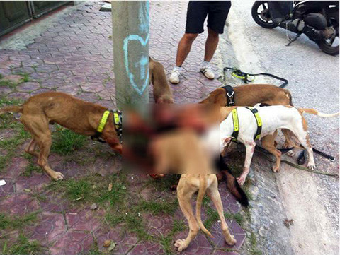 Hang loat vu bi cho Pit bull tan cong da man tren pho HN