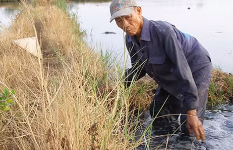 Nong dan soc vi hien tuong chan den thui sau loi ruong