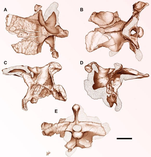 Sau khi phân tích hộp sọ, các nhà nghiên cứu cho biết giống như các loài abelisaurid khác, bộ não của G. ochoai nhỏ. Ngoài ra họ còn phát hiện ra các hàng lỗ nhỏ phía trước hộp sọ, chúng giúp loài khủng long này hạ nhiệt độ cơ thể. Nguồn: Genk.vn.