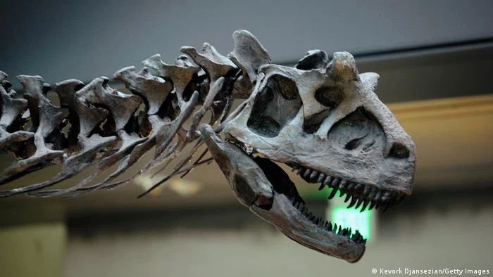 Các nhà nghiên cứu cho biết có thể G.ochoai là họ hàng gần với tổ tiên của loài abelisaurids Tuy nhiên, khủng long G. ochoai khác với họ hàng abelisaurid của nó ở hai điểm chính: nó không có sừng và có thể sống trong các hệ sinh thái khác nhau. Nguồn: Genk.vn.