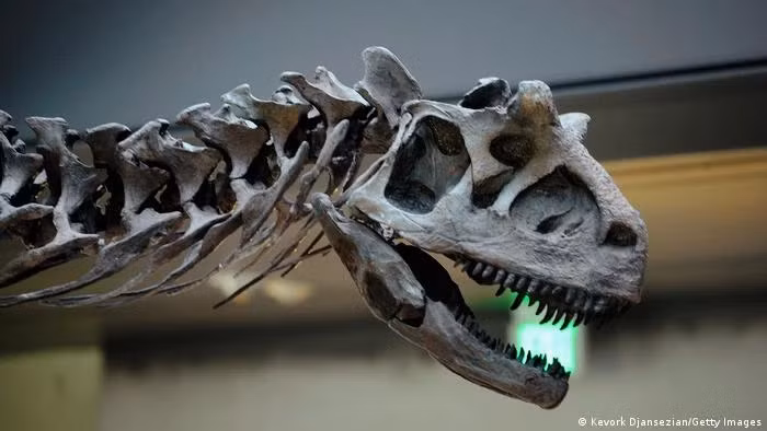 Các nhà nghiên cứu cho biết có thể G.ochoai là họ hàng gần với tổ tiên của loài abelisaurids Tuy nhiên, khủng long G. ochoai khác với họ hàng abelisaurid của nó ở hai điểm chính: nó không có sừng và có thể sống trong các hệ sinh thái khác nhau. Nguồn: Genk.vn.