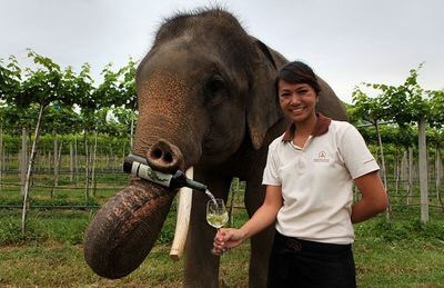 Nghiên cứu mới đã chỉ ra rằng voi là một trong những loài vật "nghiện" men rượu nhất. Năm 2010, một số con voi đã phá hủy 60 ngôi nhà tại một ngôi làng ở Ấn Độ chỉ vì chúng đánh hơi được một loại rượu lên men từ gạo. Nguồn: Tim Whitby/Getty Images