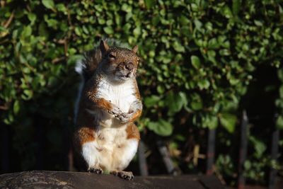 Một con sóc ở Minnesota đã vô tình ngấu nghiến một quả lê lên men vào cuối năm 2020. Tuy nhiên, con sóc này đã bị say xỉn và lắc lư cơ thể một cách không kiểm soát. Phải đến tận hôm sau, con sóc này mới trở lại trạng thái bình thường. Nguồn: Dan Kitwood/Getty Images