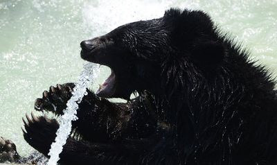 Loài gấu sẽ trở nên vô cùng hung hăng nếu chúng uống rượu. Năm 2004, các nhân viên của tổ chức "Fish and Wildlife" đã tìm thấy một con gấu đang trong tình trạng "bất tỉnh nhân sự" sau khi đột kích tủ lạnh và uống hết lon này đến lon bia khác. Nguồn: Jie Zhao/Getty Images