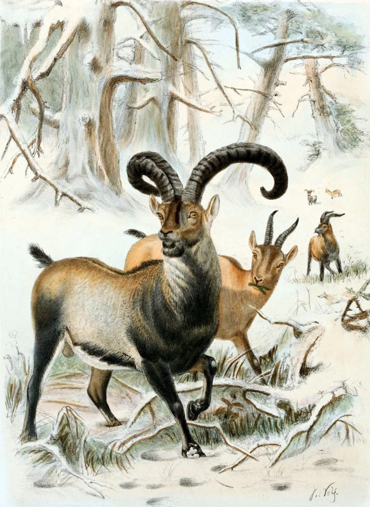 Pyrenean ibex sống ở miền Nam nước Pháp và miền Bắc Pyrenees, nhưng đã tuyệt chủng vào tháng 1 năm 2000. Các nhà khoa học đã cố gắng nhân bản một con bằng cách sử dụng DNA của một trong những con cái cuối cùng, nhưng nó đã chết ngay sau khi được sinh ra. Nguồn: DFoidl/WikiMedia Commons.