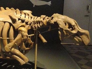 Bò biển Steller từng sống ở Bắc Thái Bình Dương, có quan hệ họ hàng với lợn biển, nhưng trong vòng 27 năm đã bị săn đuổi đến mức tuyệt chủng. Bò biển hiện nay có thể vẫn mang một số DNA của loài bò biển Steller này. Nguồn: Daderot/WikiMedia Commons.